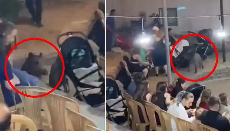 Yaban Domuzu Düğüne Daldı, Eğlence Aniden Paniğe Dönüştü!