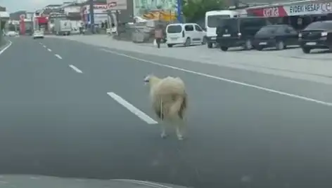Yalova'da Kaçan Kurbanlık Hayvanlar Trafiği Alt Üst Etti!
