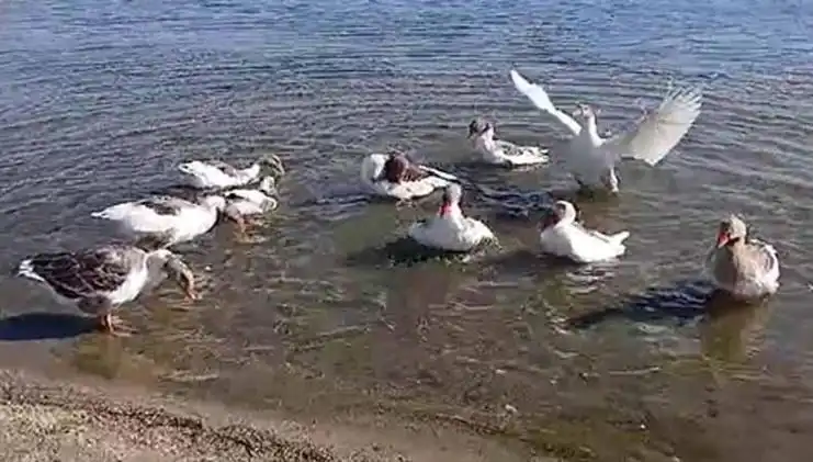 Deniz Keyfi Yüzünden Kapatılan Kazlar, Şimdi Kümeste Yaşıyor!