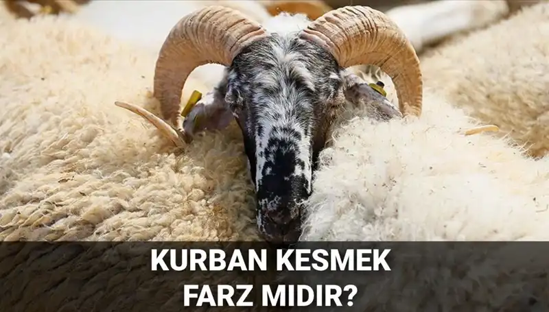 Kurban Kesimi Farz Mıdır? Diyanet’in Görüşleri ve Şartları