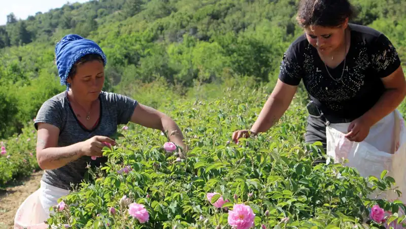 Zirai Don, Tarım Ürünlerinde Ciddi Zararlara Yol Açtı