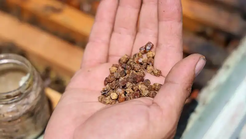 Eskiden Çöpe Gidiyordu, Şimdi Yüksek Fiyatlarla Satılıyor: Protein Kaynağı Besin
