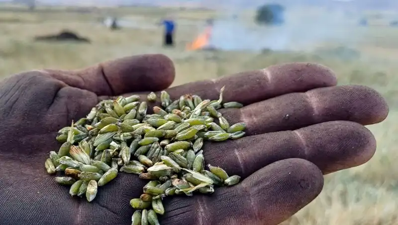 Firik Sezonu Başladı: Doğanın Lezzetiyle Tanışın ve Sağlığınıza Sağlıklı Bir Dokunuş Yapın