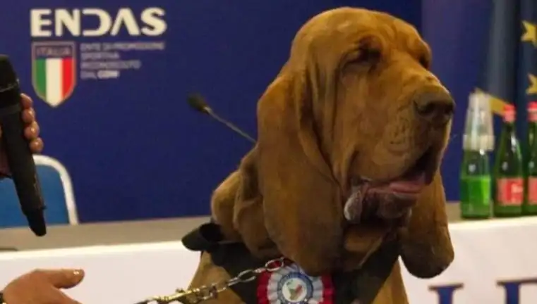 Arama Köpeğine Suikast: Çivili Sosisle Sonlandırılan Hayat