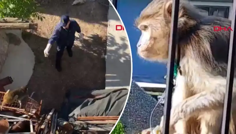 Muğla'nın Cennet Mahallesi'nde Maymun Kovalamacası Renkli Anlar Yaratıyor