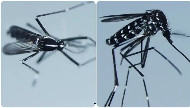 Chikungunya Virüsü: Tüm Dünyayı Tehdit Eden Göz Ardı Edilmemesi Gereken Hastalık