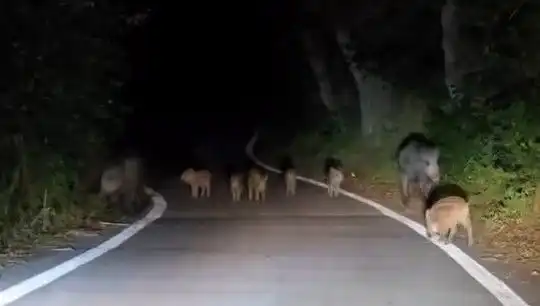 Elazığ’da Domuz Sürüleri Yolda Şaşkınlığa Sebep Oldu!