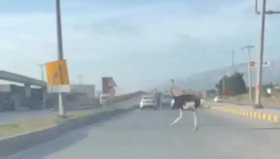 Trafikte Deve Kuşunun Yürüyüşü: Sürücüler Şaşkına Döndü!