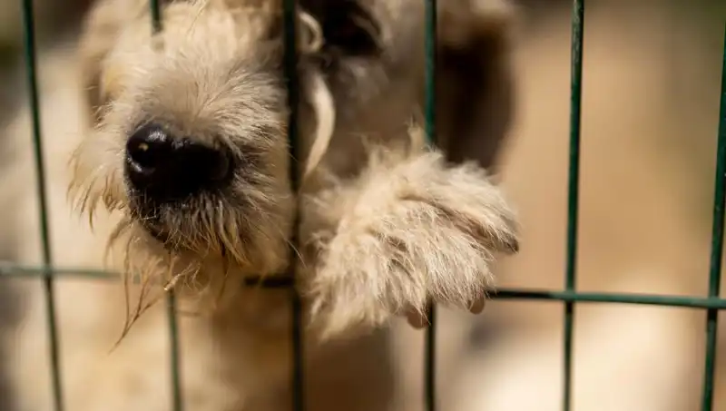İş Stresinin Gizli Kurbanı: Evcil Köpekler Üzerindeki Etkisi