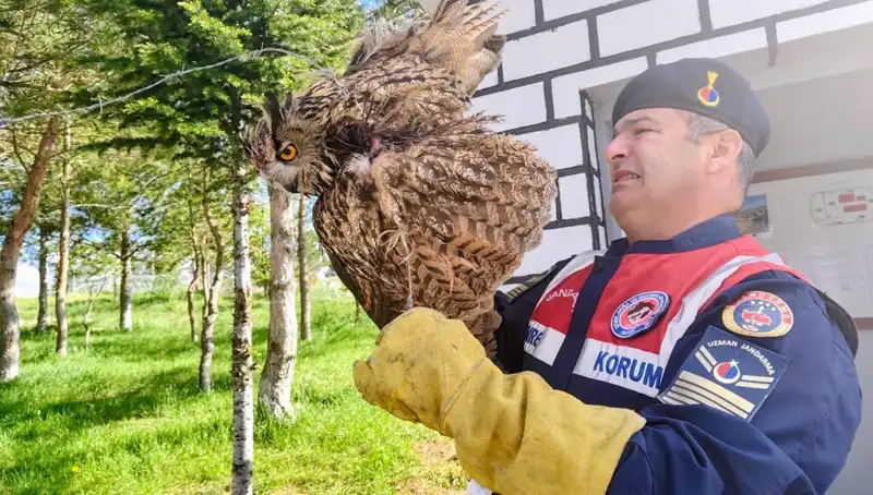Dikenli Tellere Takılan Puhu Kuşu, Kurtarılarak Tedavi Edildi