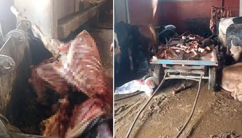 Adana’da 2.5 Ton At Eti Ele Geçirildi: Dört At Son Anda Kurtarıldı