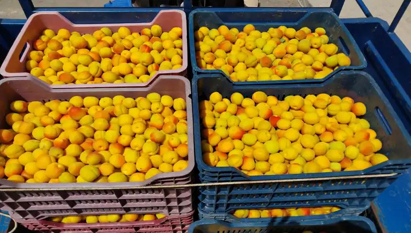 İlk Hasat Gözlemlendi: Çiftçiler 500 TL'den Alıcı Buldu!