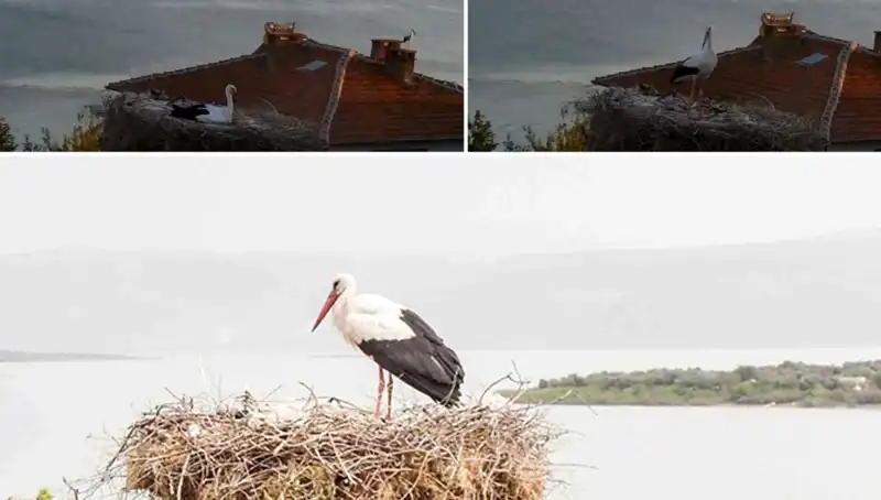 Yaren Leylek Depremi Önceden Hissederek Tüm Dikkatleri Üzerine Çekti