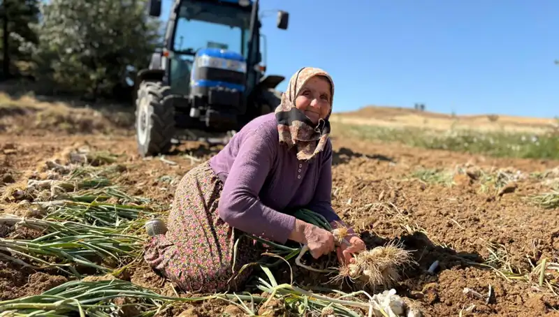 Türkiye’nin En Değerli Tarım Ürünleri Arasında: Selenyum Zengini Ürün