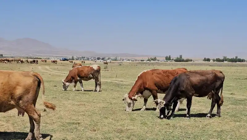 Arin Gölü'nün Kuruması: Bölgedeki Su Krizi Hızla Derinleşiyor