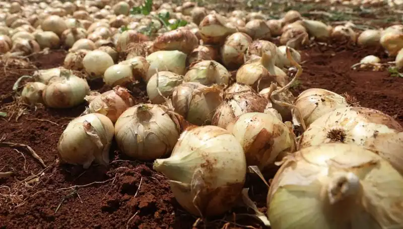 Hatay'da Soğan Hasadı Başladı: Çiftçinin Yüzünü Güldüren Rekolte