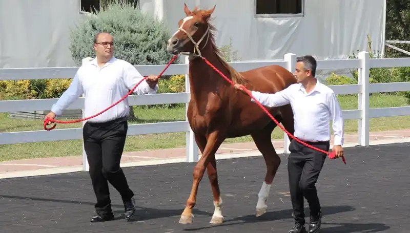Taşkın Kral: Rekorları Alt Üst Eden Büyüleyici Performans!