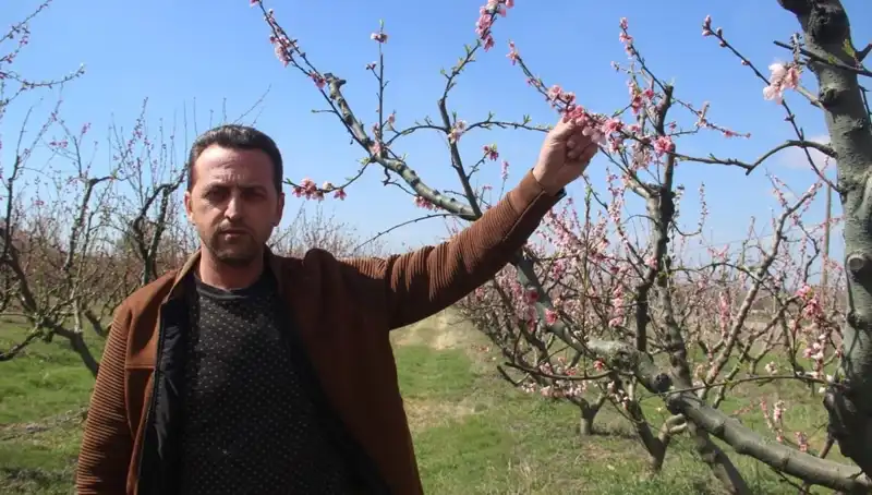 Çiçek Açan Ağaçlar Don Tehlikesiyle Karşılaştı: Bölgedeki Etkileri