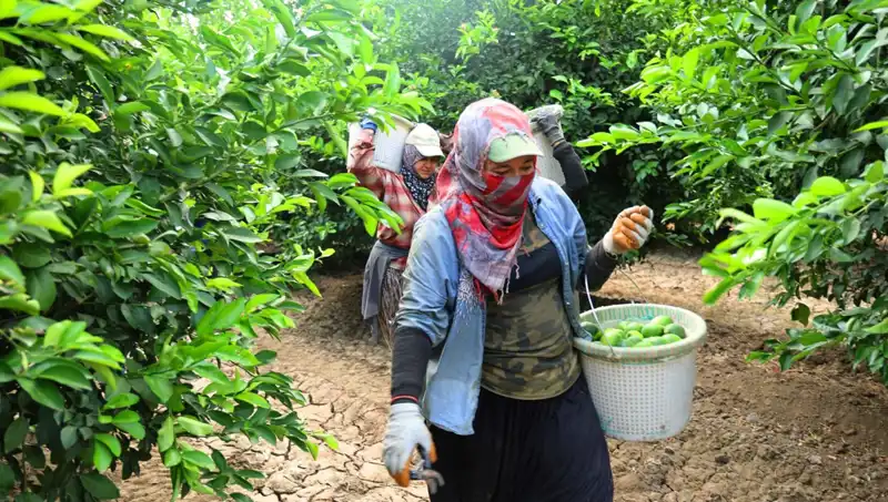 Market Fiyatları Alt Üst Oldu: 150 Lira ile Hasat Dönemi Başladı!