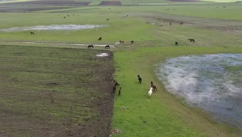 Kars'ın Büyülü Doğasında Yılkı Atlarının Görüntüleri Tartışma Yarattı