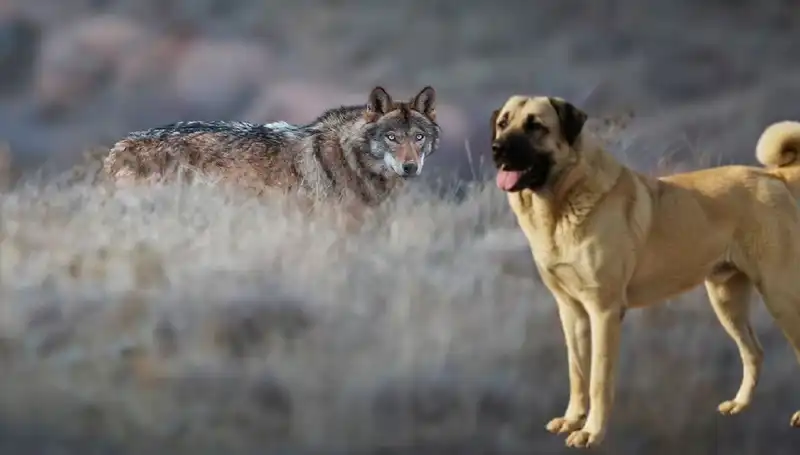 Kangal Köpeğine Olan Talep Artıyor: Kurt Popülasyonu Neden Etkiliyor?